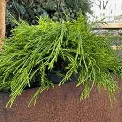 Gul Trådcypres (20-25 Cm)