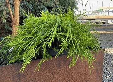 Gul Trådcypres (20-25 Cm) 3 Gul Trådcypres (20-25 Cm)