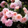 Rose - 'Dronning Margrethe' -Smuk Haven Salgsbutik 1000000203