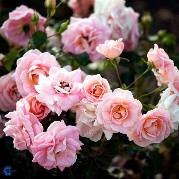 Rose - 'Dronning Margrethe' 3 Rose - 'Dronning Margrethe'