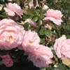 Rose - Jim The Viking™ - Plant'n' Relax® -Smuk Haven Salgsbutik 1000000222