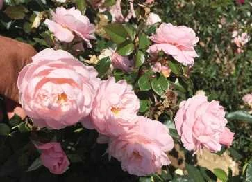 Rose - Jim The Viking™ - Plant'n' Relax® 3 Rose - Jim The Viking™ - Plant'n' Relax®