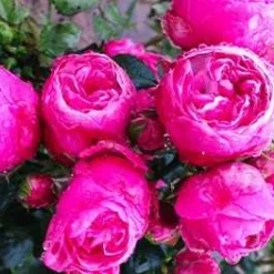 Rose - Lise Nørgaard™ - Plant'n' Relax®