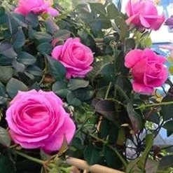 Slyngrose - Our Last Summer™- Plant'n' Relax®