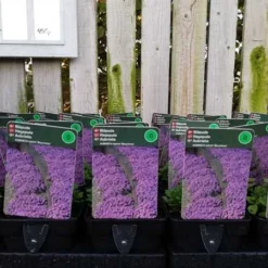 Blåpude 'Blaumeise'