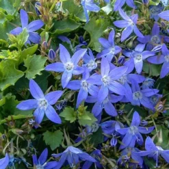 Stjerneklokke 'Stella'