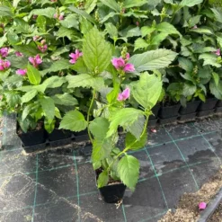 Duehoved / Skjoldblomst