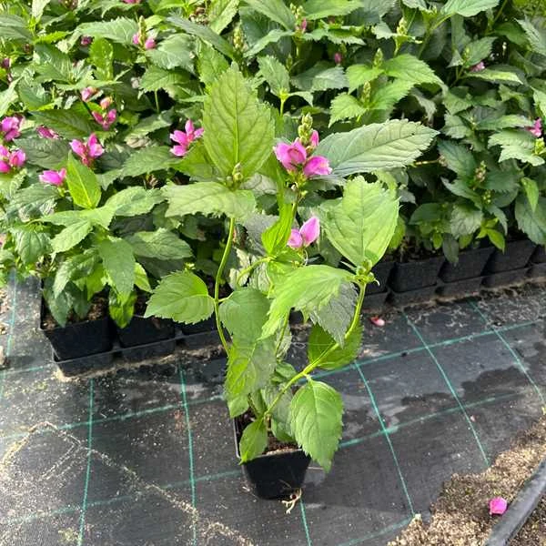 Duehoved / Skjoldblomst 3 Duehoved / Skjoldblomst