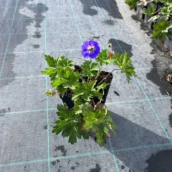 Storkenæb `Rozanne`