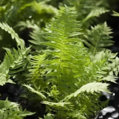 Kurvebregne/Strudsevinge