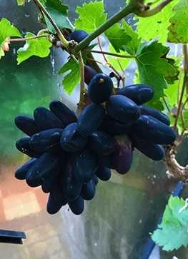 Daddeldrue Vitis 'Souvenir' 3 Daddeldrue Vitis 'Souvenir'