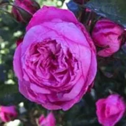 Rose - CPH Garden In Bloom™- Plant'n' Relax®