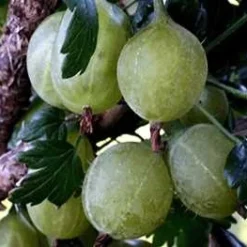 Stikkelsbær 'Gul Hinnomaki'