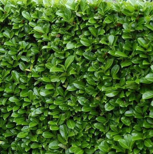 LAURBÆRKIRSEBÆR `NOVITA` 3 LAURBÆRKIRSEBÆR `NOVITA`