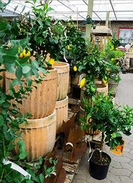 Citrus Træ - Lime 3 Citrus Træ - Lime