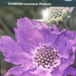 Skabiose 'Perfecta'
