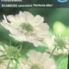 Skabiose 'Perfecta Alba' -Smuk Haven Salgsbutik 16715