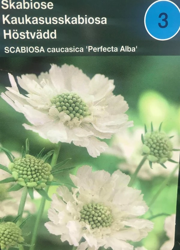 Skabiose 'Perfecta Alba' 3 Skabiose 'Perfecta Alba'