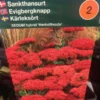 Sankthansurt Hybrid 'Herbstfreude' -Smuk Haven Salgsbutik 16895