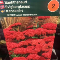 Sankthansurt Hybrid 'Herbstfreude'