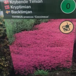 Smalbladet Timian 'Coccineus'