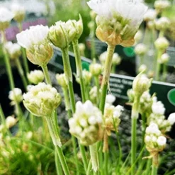 Engelsk Græs 'Alba'