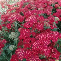 Røllike Mil. 'Paprika'