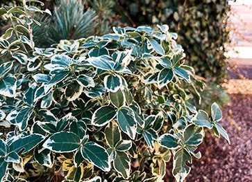 Benved På 60 Cm Stamme 3 Benved På 60 Cm Stamme