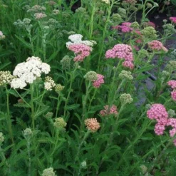 Røllike Mil. 'Summer Pastels'