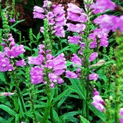 Drejeblomst 'Red Beauty'