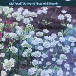 Stjerneskærm 'Star Of Billion'®