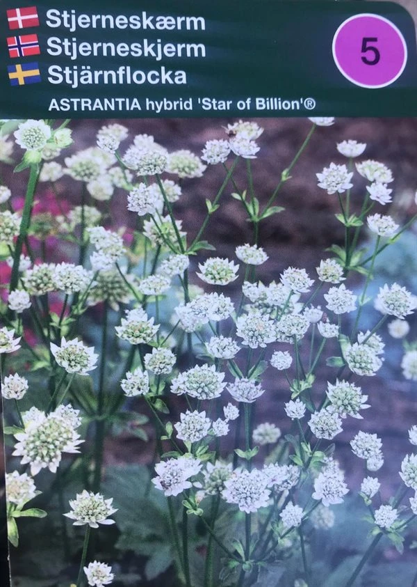 Stjerneskærm 'Star Of Billion'® 3 Stjerneskærm 'Star Of Billion'®