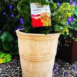 Hindbær 'Raspberry Shortcake' ®