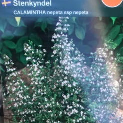 Bjergmynte Nepeta