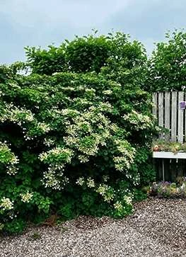 Klatrehortensia 3 Klatrehortensia