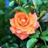 'Prinsesse Marie' - Storblomstrende Rose -Smuk Haven Salgsbutik 456465124521234