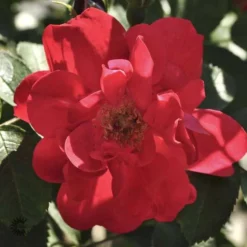 'Hansaland' - Buskrose