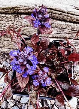 Krybende Læbeløs 'Braunherz' 3 Krybende Læbeløs 'Braunherz'