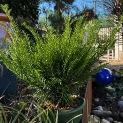 Taks 'Renke's Kleiner Grüner'