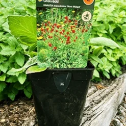 Blåhat 'Mars Midget'