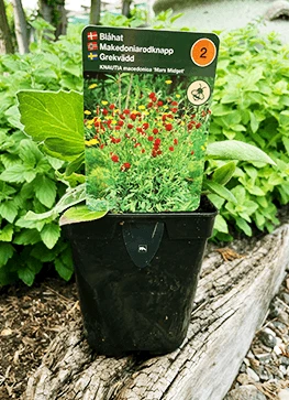 Blåhat 'Mars Midget' 3 Blåhat 'Mars Midget'