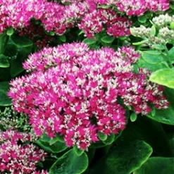 Kinesisk Sankthansurt 'Carmen'