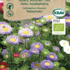 Sommerasters `Matsumoto`