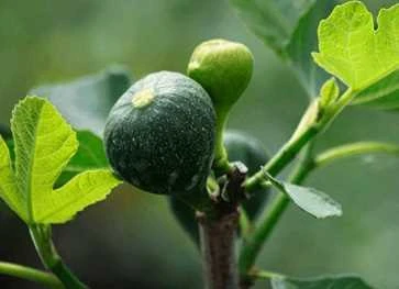 Ægte Bornholmsk Figen 'Smyrna' 3 Ægte Bornholmsk Figen 'Smyrna'