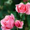 'Queen Elizabeth' - Storblomstrende Rose -Smuk Haven Salgsbutik 6757875422124