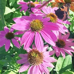 Purpursolhat 'Magnus'