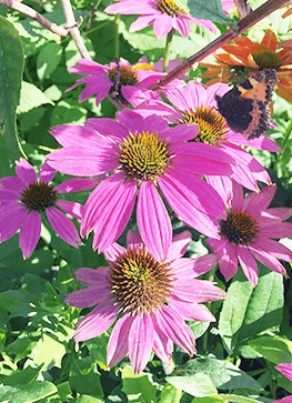 Purpursolhat 'Magnus' 3 Purpursolhat 'Magnus'