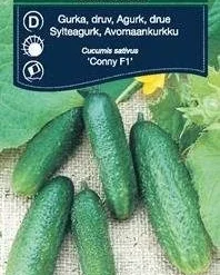 Agurk, Drue