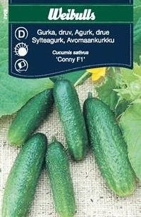 Agurk, Drue 3 Agurk, Drue