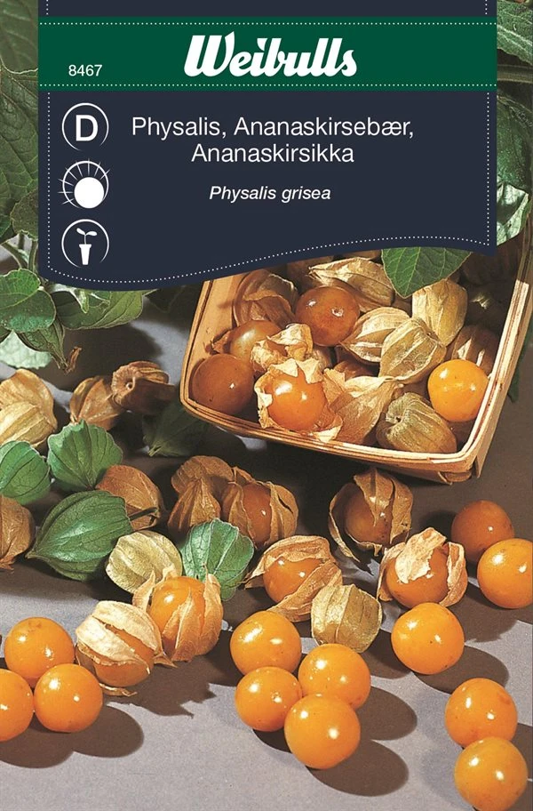 ANANASKIRSEBÆR 3 ANANASKIRSEBÆR